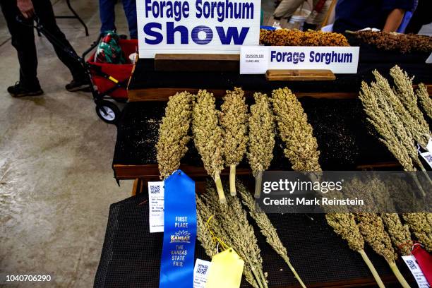 Blue ribbon first place prize winning examples of sorghum at the State Fair, Hutchinson, Kansas, September 15, 2018.