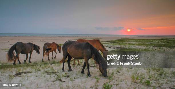 shackleford banks wild horses - cape lookout national seashore stock pictures, royalty-free photos & images