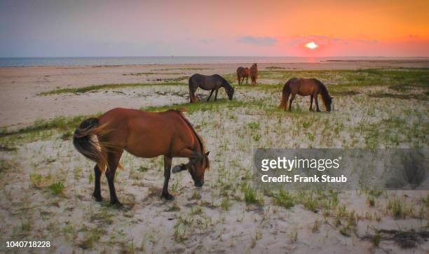 shackleford banks wild horses - cape lookout national seashore stock pictures, royalty-free photos & images