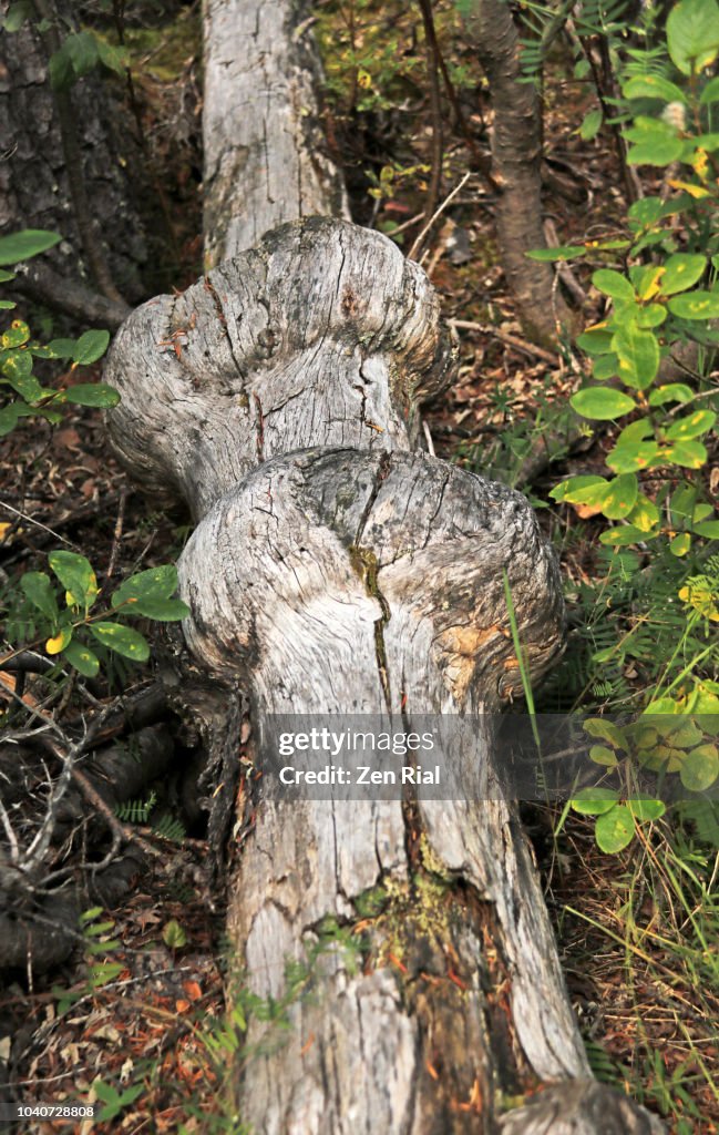 Burl Insect Two Burls On A Fallen Tree Also Called Bur Or Burr High-Res Stock Photo ...