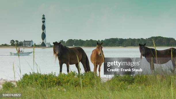 shackleford banks wild horses - north carolina lighthouse stockfoto's en -beelden