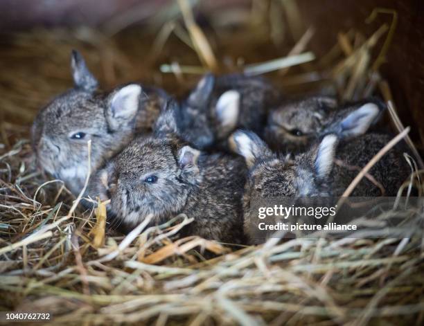 Twelve Rabbit 203 Rabbit On Hand Stock Photos, High-Res Pictures, and Images - Getty ...