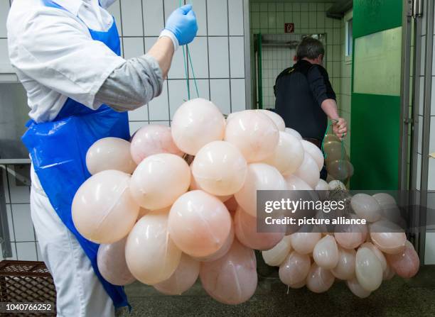 Bladder In Pigs 43 Pig Bladder Stock Photos, High-Res Pictures, and Images - Getty Images
