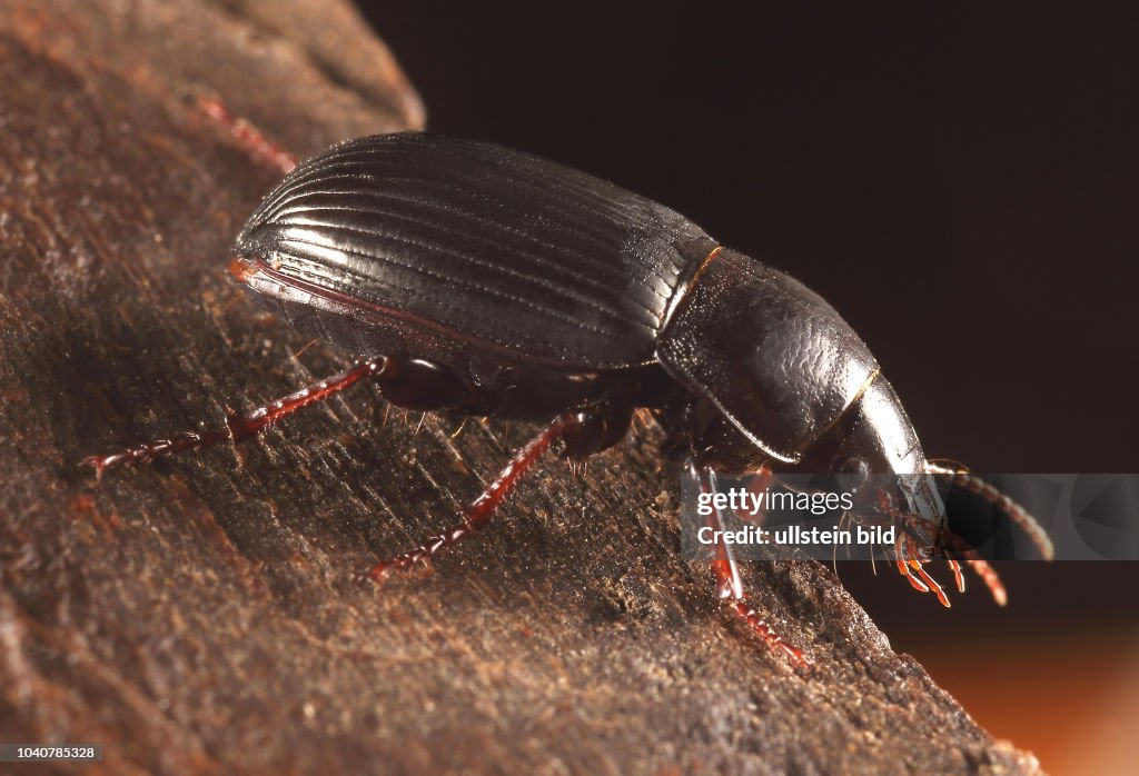 Käfer Laufkäfer Carabidae Getreidelaufkäfer Zabrus tenebrioides
Insekt Insekten Tier Tiere Naturschutz geschützte Art Macroaufnahme Makroaufnahme Macrofotografie Makrofotografie Porträt Käferporträt Insektenporträt