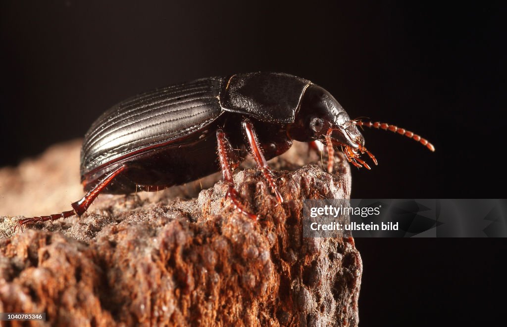 Käfer Laufkäfer Carabidae Getreidelaufkäfer Zabrus tenebrioides
Insekt Insekten Tier Tiere Naturschutz geschützte Art Macroaufnahme Makroaufnahme Macrofotografie Makrofotografie Porträt Käferporträt Insektenporträt