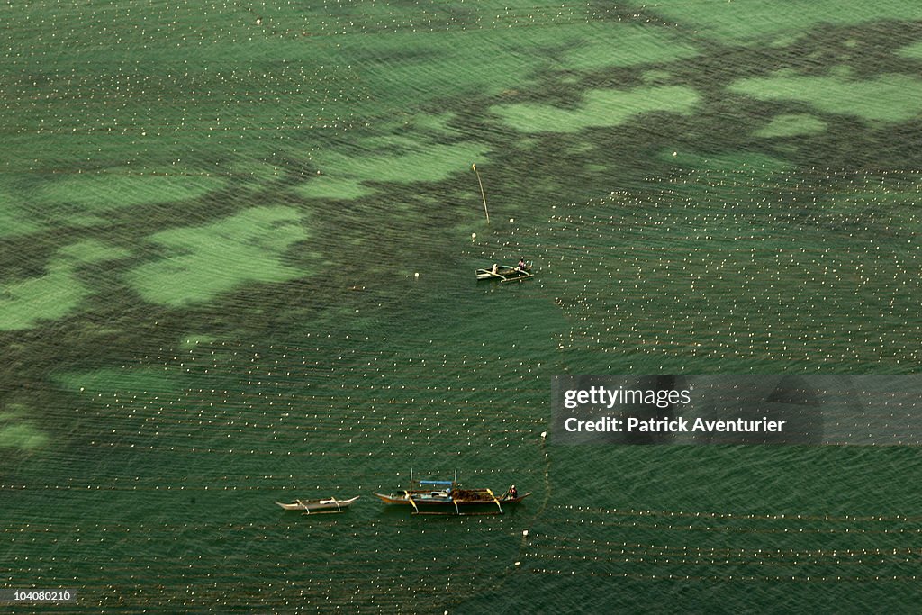 Algea cultivation in Palawan Island-Philippines