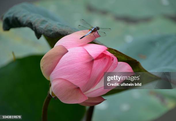 Lotusblume, Hue, Vietnam