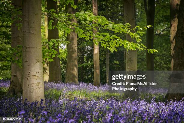 sunlight on english bluebells in a beech woodland - northants stock pictures, royalty-free photos & images