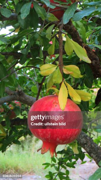 Obst Granatapfel oder Grenadine Punica granatum Frucht Früchte Vitamine Pflanzen Granatäpfel Grenadinen Früchten Pflanze Pflanzen
