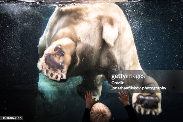 last polar bear - zoo stock pictures, royalty-free photos & images