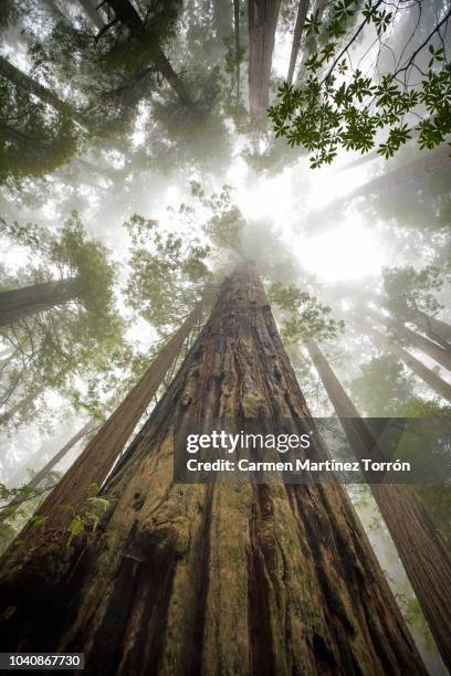 low angle view of sequoia trees in forest, california. usa. - trees low view imagens e fotografias de stock