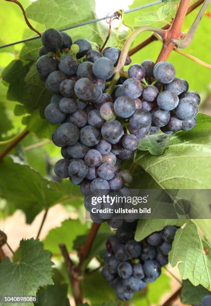 Bonitur in der Winzergenossenschaft Freyburg-Unstrut in Burgwerben auf dem Weinberg des WinzerHelmut Kühn 71 Weinanbau Weinanbaugebiet Trauben Blauer...