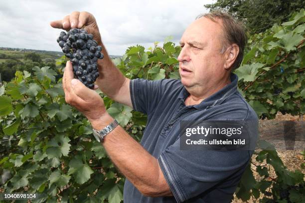 Bonitur in der Winzergenossenschaft Freyburg-Unstrut in Burgwerben auf dem Weinberg des Winzer Helmut Kühn 71 Weinanbau Weinanbaugebiet Trauben...