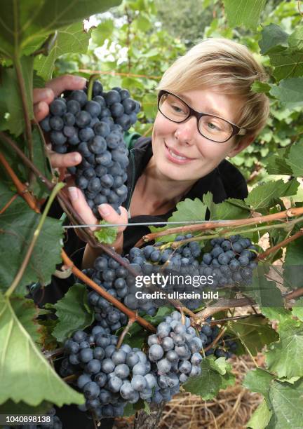 Bonitur in der Winzergenossenschaft Freyburg-Unstrut in Burgwerben auf dem Weinberg des WinzerHelmut Kühn 71 Weinanbau Weinanbaugebiet Trauben Blauer...