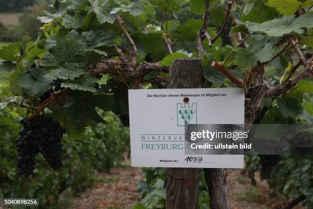 Bonitur in der Winzergenossenschaft Freyburg-Unstrut in Burgwerben auf dem Weinberg des Winzer Helmut Kühn 71 Weinanbau Weinanbaugebiet Trauben...