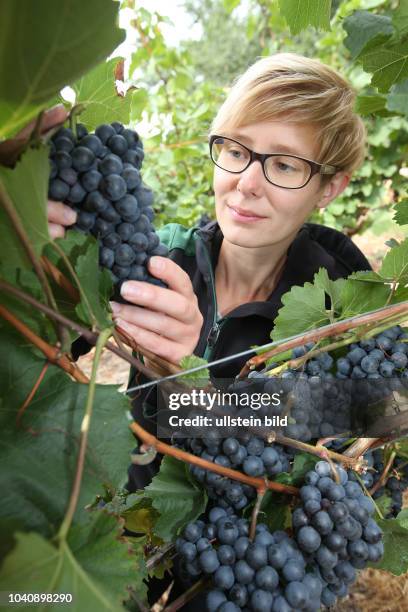 Bonitur in der Winzergenossenschaft Freyburg-Unstrut in Burgwerben auf dem Weinberg des WinzerHelmut Kühn 71 Weinanbau Weinanbaugebiet Trauben Blauer...