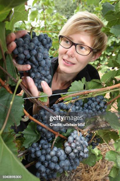 Bonitur in der Winzergenossenschaft Freyburg-Unstrut in Burgwerben auf dem Weinberg des WinzerHelmut Kühn 71 Weinanbau Weinanbaugebiet Trauben Blauer...