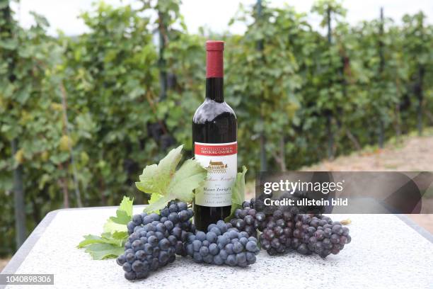 Bonitur in der Winzergenossenschaft Freyburg-Unstrut in Burgwerben auf dem Weinberg des Winzer Helmut Kühn 71 Weinanbau Weinanbaugebiet Trauben...