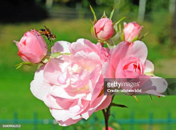 Mit zartrosa Blueten verzaubert die oefterbluehende Strauch- und Hochstammrose Rosa Bonica82, eine Meidiland-Rose, vom Fruehsommer bis Spaetherbst,...