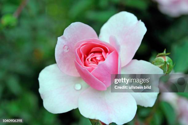 Mit zartrosa Blueten verzaubert die oefterbluehende Strauch- und Hochstammrose Rosa Bonica82, eine Meidiland-Rose, vom Fruehsommer bis Spaetherbst.