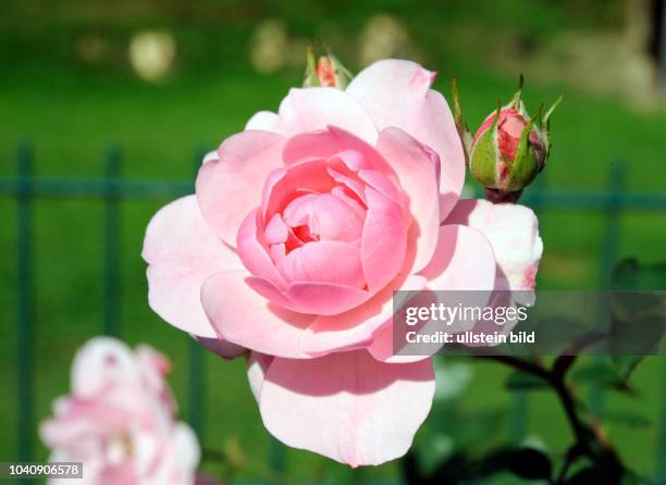 Mit zartrosa Blueten verzaubert die oefterbluehende Strauch- und Hochstammrose Rosa Bonica82, eine Meidiland-Rose, vom Fruehsommer bis Spaetherbst