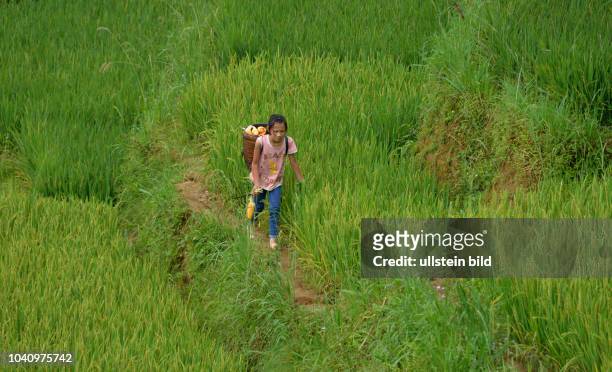 Kinderarbeit, Reisterrasse, Tha Pin, Vietnam