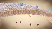 Cell membrane lipid bi-layer with receptors