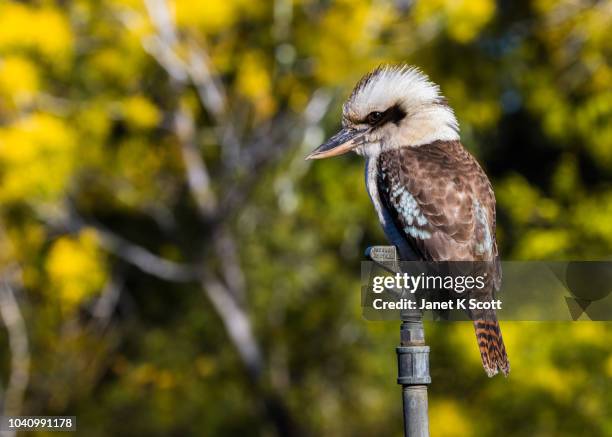 kookaburra on sprinkler head - kookaburra stock-fotos und bilder