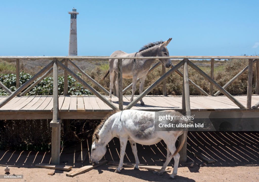 Ein Esel steht neben einem Fussgaengerweg und Strandzugang vor dem Leuchtturm am Strand bei Morro Jable auf der kanarischen Insel Fuerteventura in Spanien zu sehen.