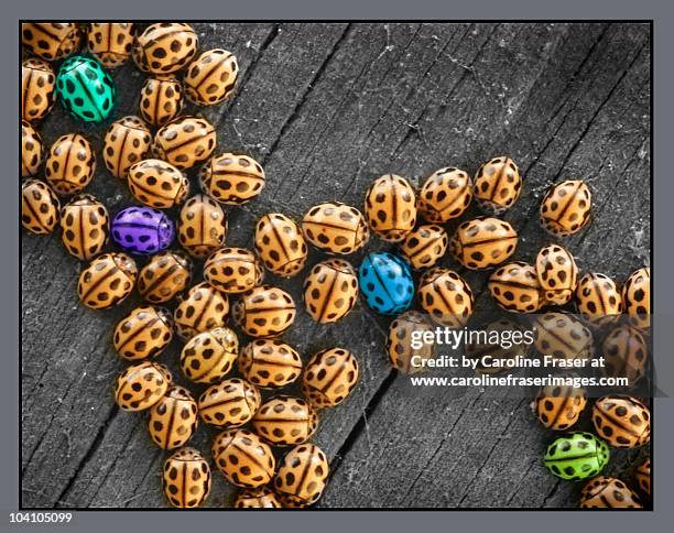 coloured ladybirds in winter - bromley stock pictures, royalty-free photos & images