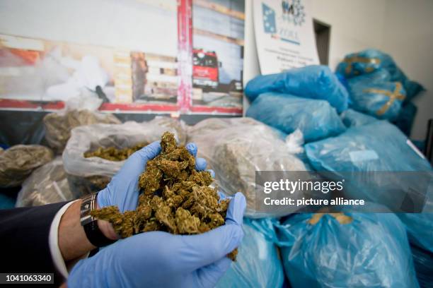 Marijuana in plastic bags confiscated by customs is on display at the customs office in Nuremberg, Germany, 16 May 2014. An estimated 5.6 tons of...