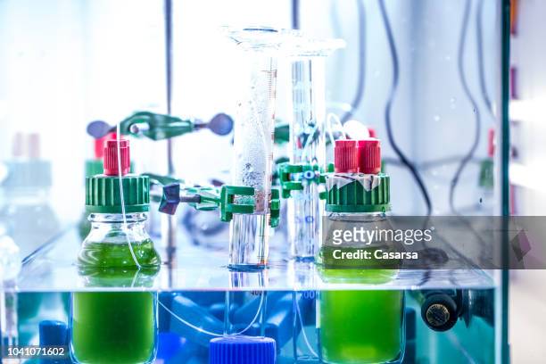scientific experiment in the laboratory with green algae - plant cell stock pictures, royalty-free photos & images