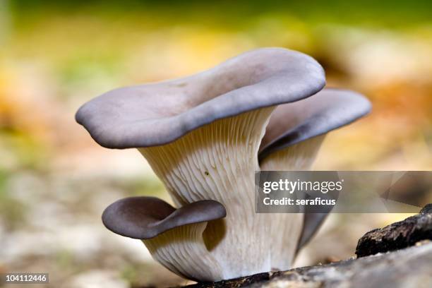 oyster mushroom (pleurotus ostreatus) - oyster mushroom stock pictures, royalty-free photos & images