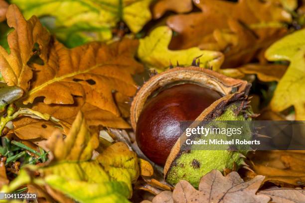 fallen conker in its shell from a horse chestnut tree (aesculus hippocastanum) lying on the ground amongst autumn leaves - horse chestnut stock pictures, royalty-free photos & images