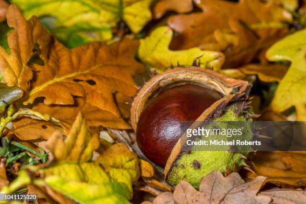 fallen conker in its shell from a horse chestnut tree (aesculus hippocastanum) lying on the ground amongst autumn leaves - horse chestnut imagens e fotografias de stock