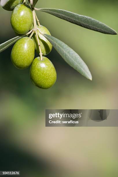 olive branch - olive leaf stock pictures, royalty-free photos & images