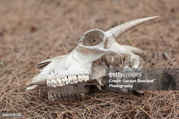 313 fotos de stock e banco de imagens de Skull And Bones Society - Getty  Images