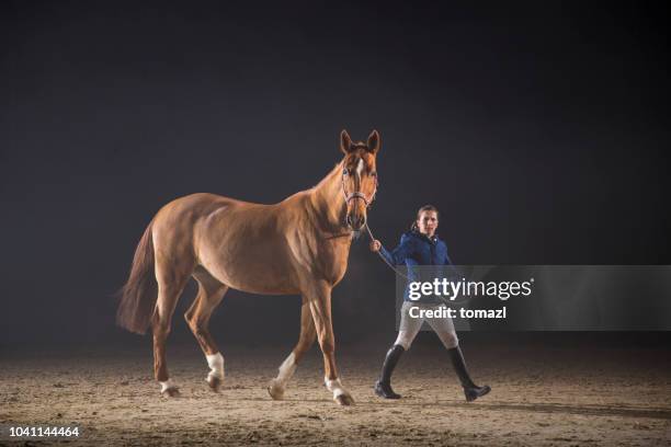 walking a horse - female jockey stock pictures, royalty-free photos & images