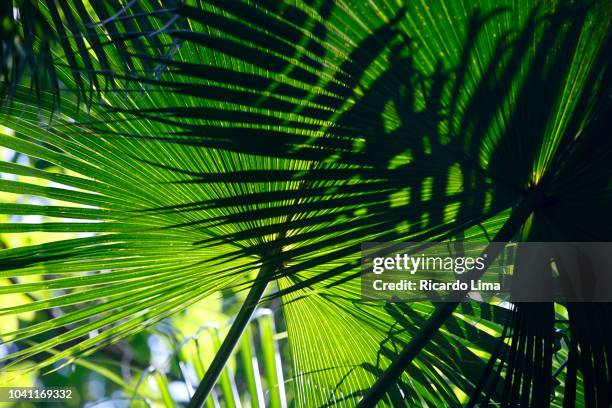 close-up of palm leaves in amazon rainforest, brazil - belém brazil stock-fotos und bilder