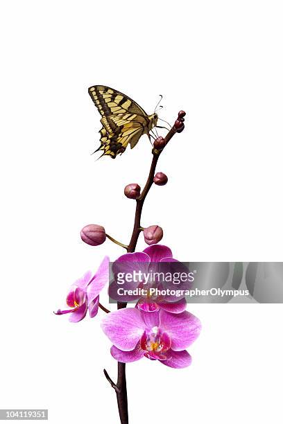 butterfly on pink orchids - butterfly on white stockfoto's en -beelden