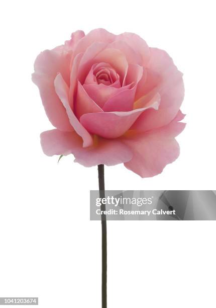 rosa 'congratulations' with stem on white. - single rose imagens e fotografias de stock