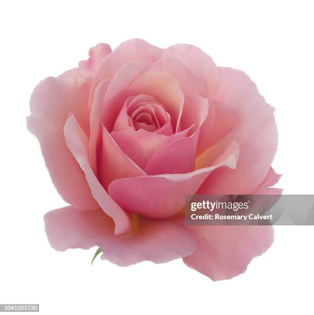 rosa 'congratulations' in close-up in white square. - rose ストックフォトと画像