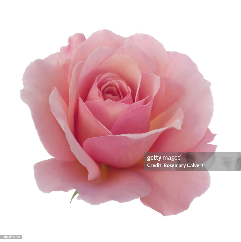 Rosa 'Congratulations' in close-up in white square.