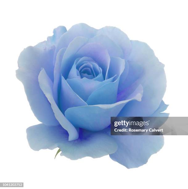 blue and purple rose in close-up on a white square - rosa violette parfumee photos et images de collection