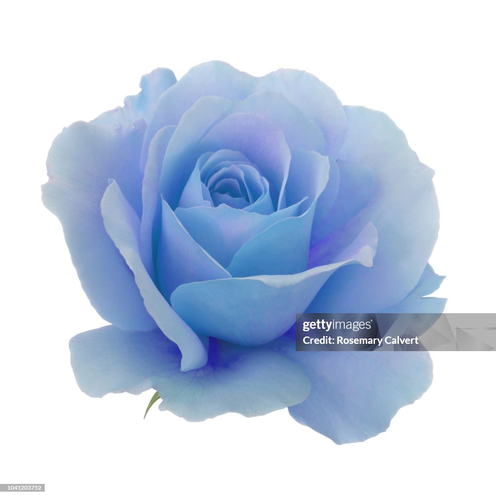 Blue and purple rose in close-up on a white square
