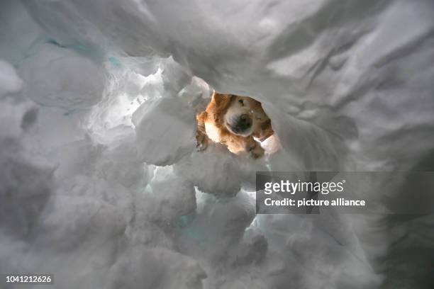 Search dog Lukas digs for a person covered in snow during the winter rescue training of the Allgaeu alpine rescue service on Nebelhorn mountain near...