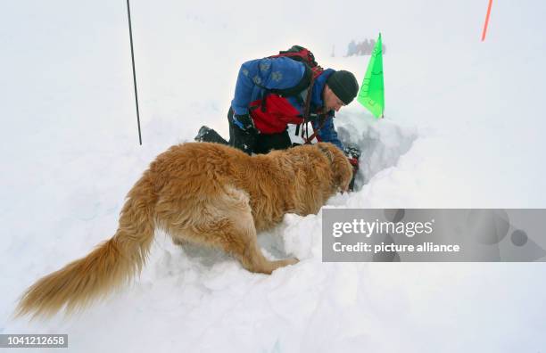 Dogsnow Rescue 354 Dog Snow Rescue Stock Photos, High-Res Pictures, and Images - Getty ...