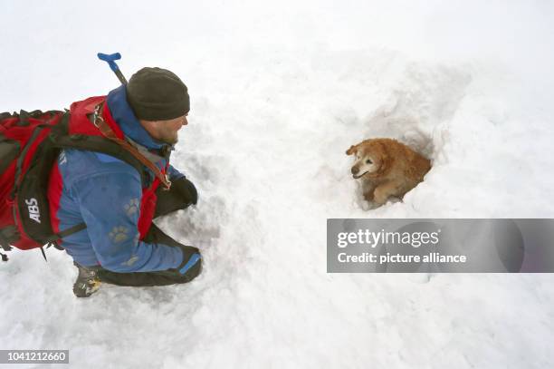 Dogsnow Rescue 354 Dog Snow Rescue Stock Photos, High-Res Pictures, and Images - Getty ...