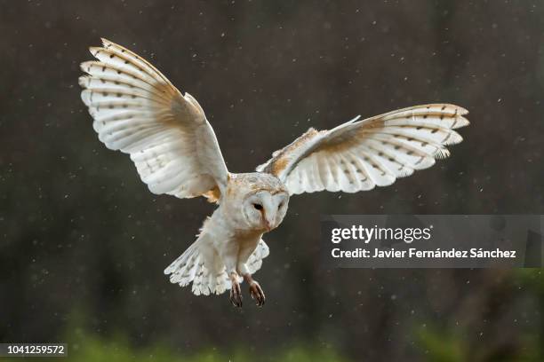 a barn owl flying with open wings about to land. tyto alba. - barn owl fotografías e imágenes de stock