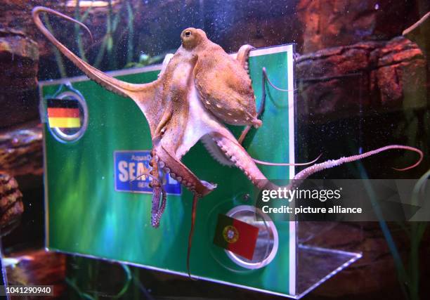 The female octopus Regina from the Sea-Life-Aquarium Berlin predicts a German victory for the upcoming match Germany vs Portugal during the FIFA...